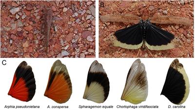 Rapid Shifts in Visible Carolina Grasshopper (Dissosteira carolina) Coloration During Flights